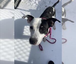 Pointer-Unknown Mix Dogs for adoption in Derwood, MD, USA