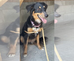 Aussie Pyrenees Dogs for adoption in Williamsburg, NM, USA