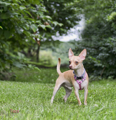 Chihuahua Dogs for adoption in Shamokin, PA, USA