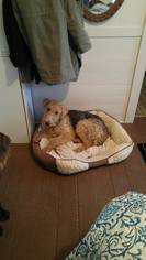 Airedale Terrier Dogs for adoption in Alturas, CA, USA