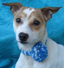 Jack Russell Terrier Dogs for adoption in Cuba, NY, USA
