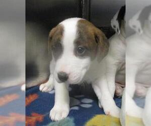 Mutt Dogs for adoption in Oklahoma City, OK, USA