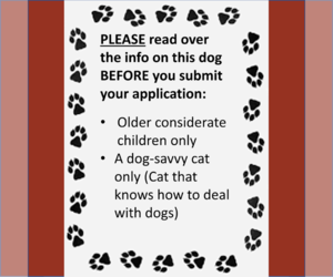 American Pit Bull Terrier-Unknown Mix Dogs for adoption in Fargo, ND, USA