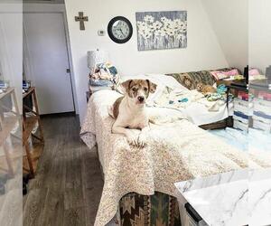 Beagle-Unknown Mix Dogs for adoption in Phoenix, AZ, USA