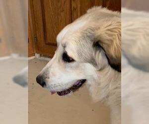 Great Pyrenees Dogs for adoption in westminster, CO, USA