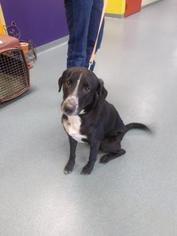 Borador Dogs for adoption in Newton, KS, USA