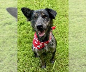 Border Collie-Unknown Mix Dogs for adoption in Tulsa, OK, USA