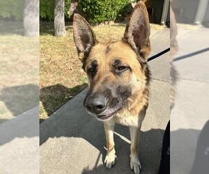 German Shepherd Dog Dogs for adoption in Stockton, CA, USA
