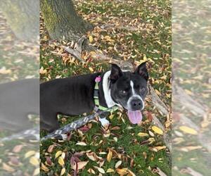 American Pit Bull Terrier-Unknown Mix Dogs for adoption in Fort Collins, CO, USA