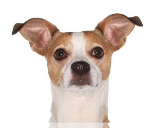 Chihuahua Dogs for adoption in Oakland Park, FL, USA