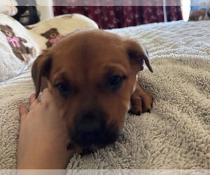Rottweiler-Unknown Mix Dogs for adoption in Lakewood, CO, USA