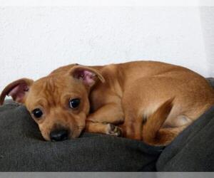 Chug Dogs for adoption in Nashville, GA, USA