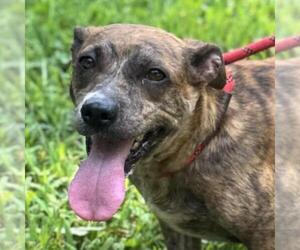 Doxle Dogs for adoption in Yardley, PA, USA