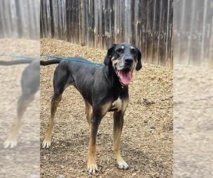 Great Dane Dogs for adoption in London, Ontario, Canada