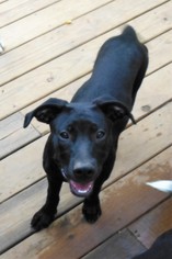 Mutt Dogs for adoption in Waleska, GA, USA