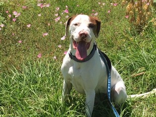 Lab-Pointer Dogs for adoption in Houston, TX, USA