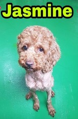 Poodle (Toy) Dogs for adoption in Seattle, WA, USA