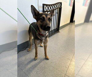 German Shepherd Dog Dogs for adoption in Big Bear City, CA, USA