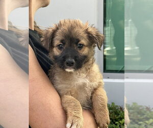 Cocker Spaniel-Unknown Mix Dogs for adoption in Dana Point, CA, USA