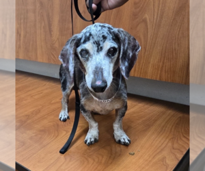 Dachshund Dogs for adoption in Weston, FL, USA