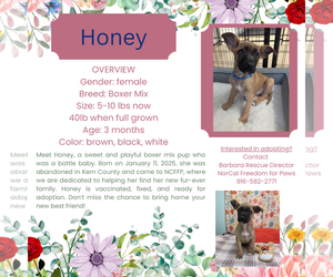Boxer-Unknown Mix Dogs for adoption in Rancho Cordova, CA, USA