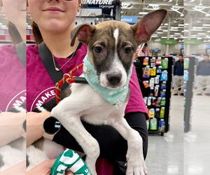 Mutt Dogs for adoption in GILBERTS, IL, USA