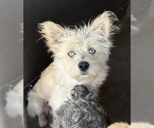 Siberian Husky-Unknown Mix Dogs for adoption in San Bernardino, CA, USA