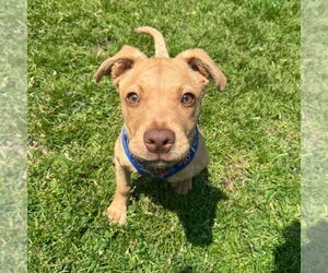 German Shepherd Dog-Unknown Mix Dogs for adoption in Muskegon, MI, USA