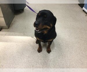 Rottweiler Dogs for adoption in Riverside, CA, USA