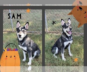 Huskies -Unknown Mix Dogs for adoption in Madison, GA, USA