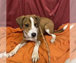 Doberman Pinscher-Unknown Mix Dogs for adoption in Modesto, CA, USA