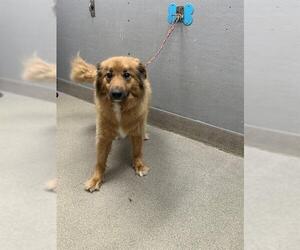 German Shepherd Dog-Unknown Mix Dogs for adoption in Las Vegas, NV, USA