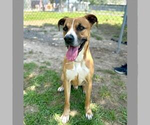Boxer-Unknown Mix Dogs for adoption in Conroe, TX, USA