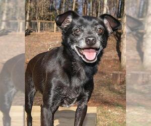 Chihuahua-Unknown Mix Dogs for adoption in Greenville, SC, USA