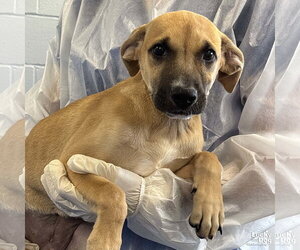 Mutt Dogs for adoption in Washington, DC, USA