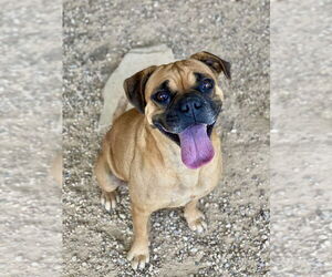 Boxer Dogs for adoption in Austin, TX, USA