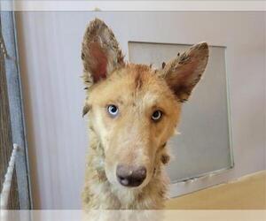 Siberian Husky-Unknown Mix Dogs for adoption in Martinez, CA, USA