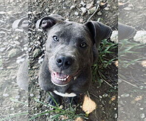 American Pit Bull Terrier Dogs for adoption in Chester, NJ, USA