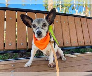 Parson Russell Terrier-Unknown Mix Dogs for adoption in Orange, CA, USA
