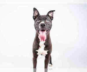 Bullboxer Pit Dogs for adoption in Atlanta, GA, USA
