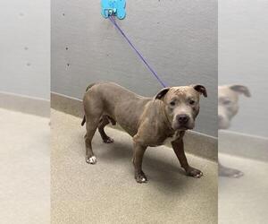 Mutt Dogs for adoption in Las Vegas, NV, USA