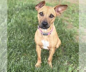 Mutt Dogs for adoption in New Oxford , PA, USA