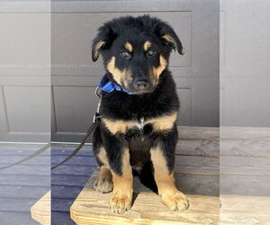 Mutt Dogs for adoption in Polson, MT, USA