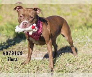 Labrador Retriever Dogs for adoption in Palmetto, FL, USA