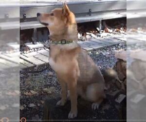 Shiba Inu Dogs for adoption in Oakhurst, NJ, USA