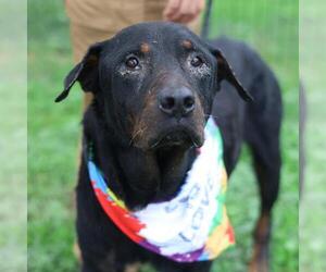 Rottweiler-Unknown Mix Dogs for adoption in San Antonio, TX, USA