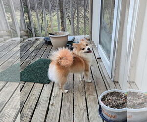 Pom-Shi Dogs for adoption in Belleuve, NE, USA
