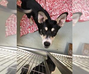 Siberian Husky-Unknown Mix Dogs for adoption in Placerville, CA, USA