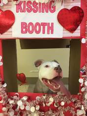 American Pit Bull Terrier Dogs for adoption in Warminster, PA, USA