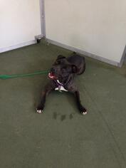 American Staffordshire Terrier-Unknown Mix Dogs for adoption in Newfield, NJ, USA